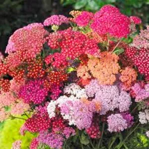 Achillea millefolium 'Summer Berries'